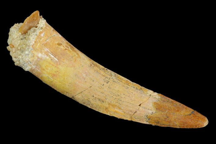 Large, Pterosaur (Siroccopteryx) Tooth - Morocco #127659